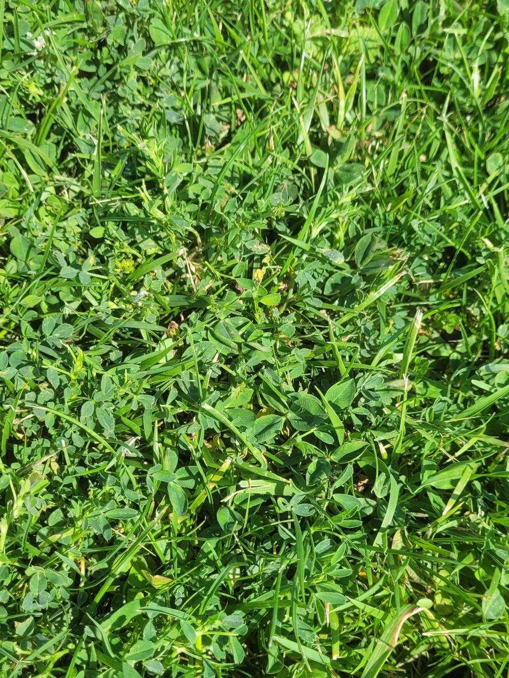 GREENMED