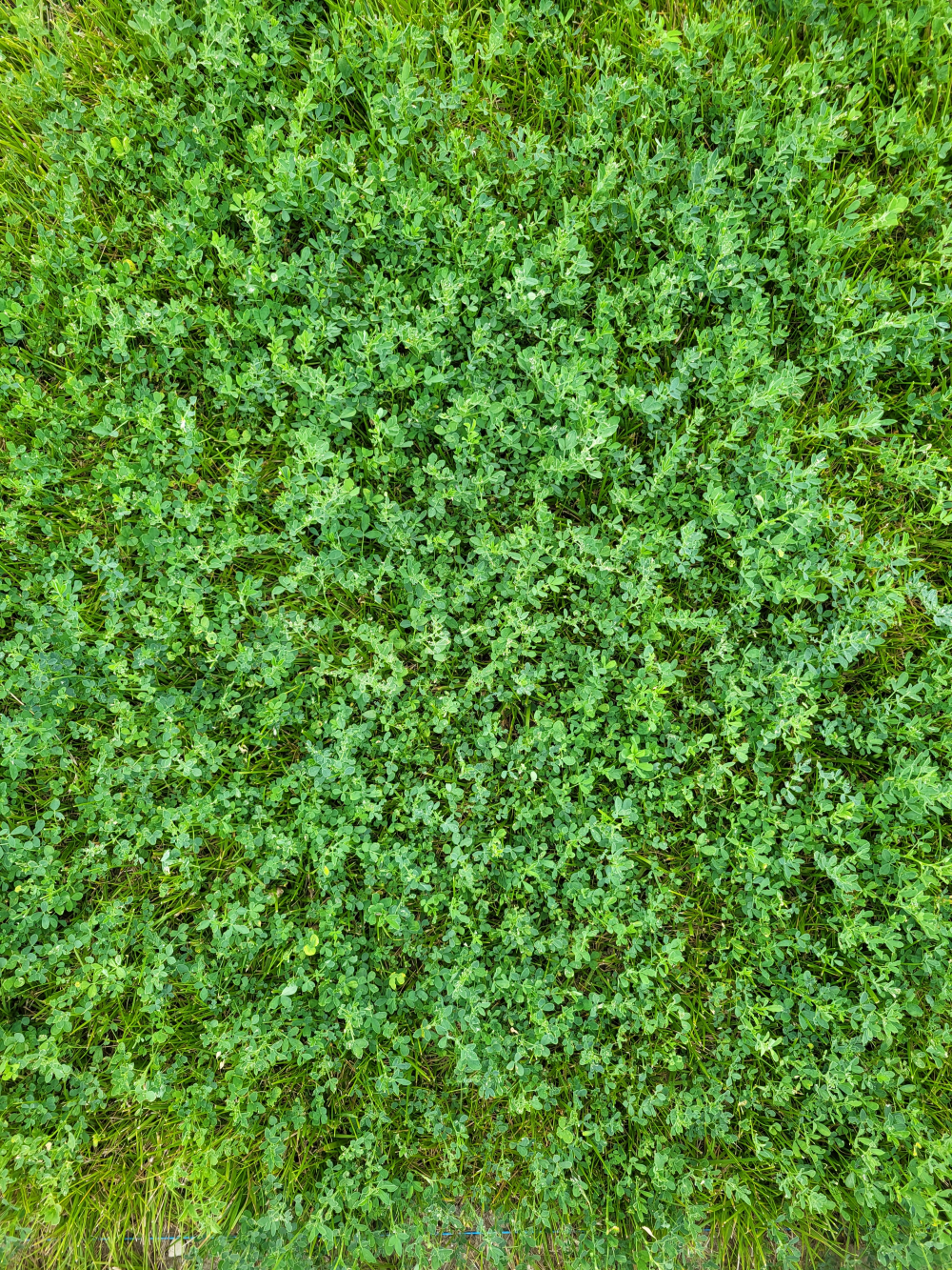 GREENMED