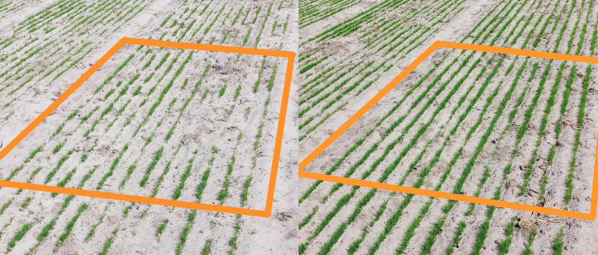 LES TECHNOLOGIES DE SEMENCES AMÉLIORENT LA GERMINATION DU PÂTURIN DES PRÉS