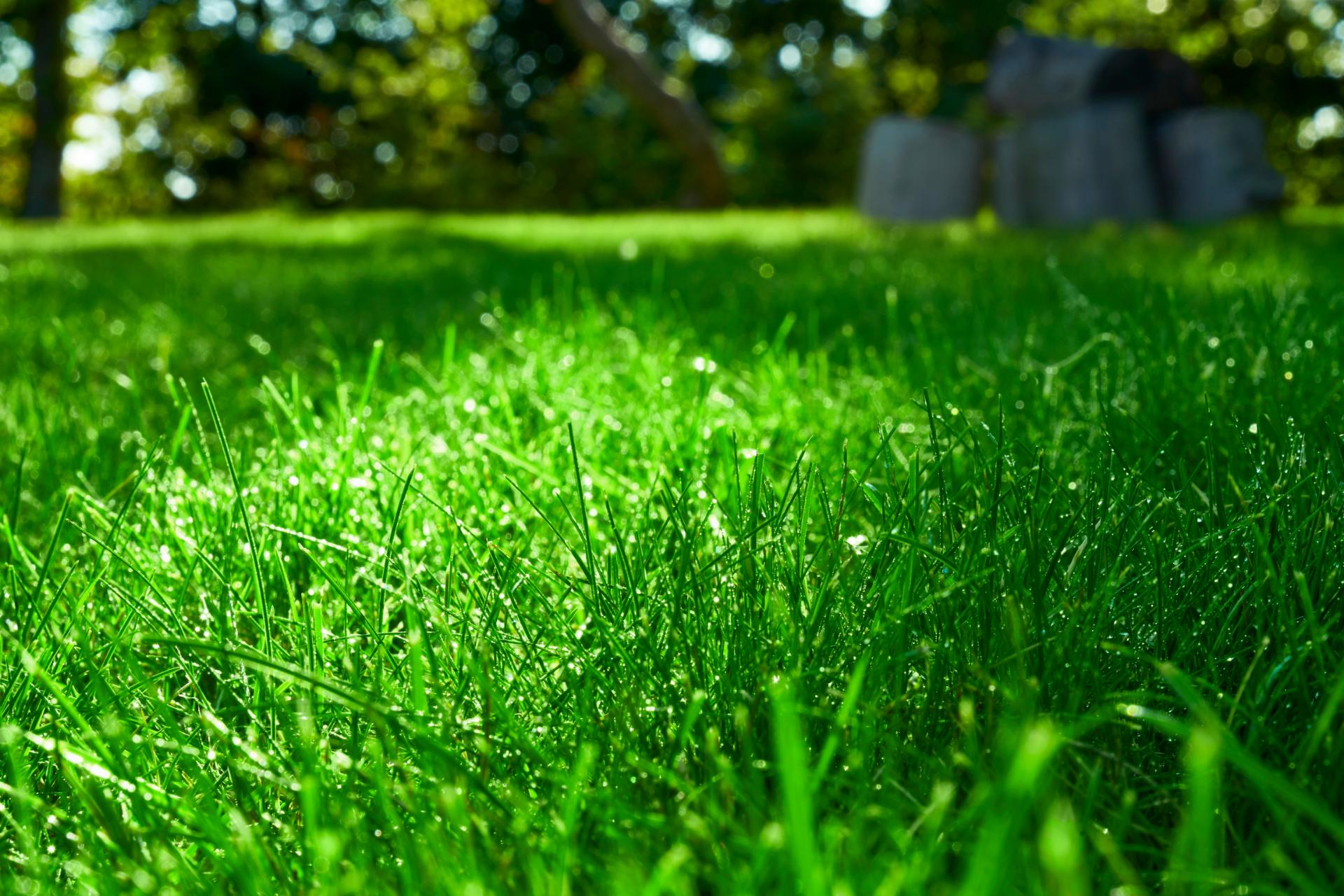 IMPACTS DU CHANGEMENT CLIMATIQUE SUR LES PELOUSES