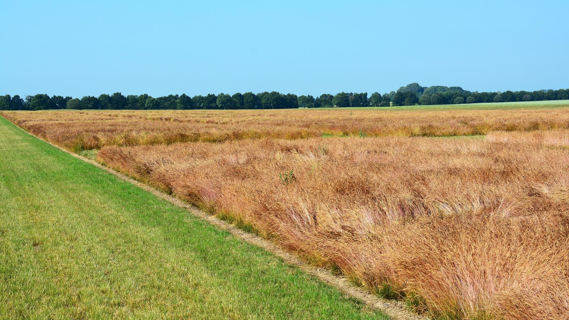 UNE NOUVELLE GÉNÉTIQUE POUR UNE PRODUCTION DE SEMENCES EFFICACE ET ROBUSTE