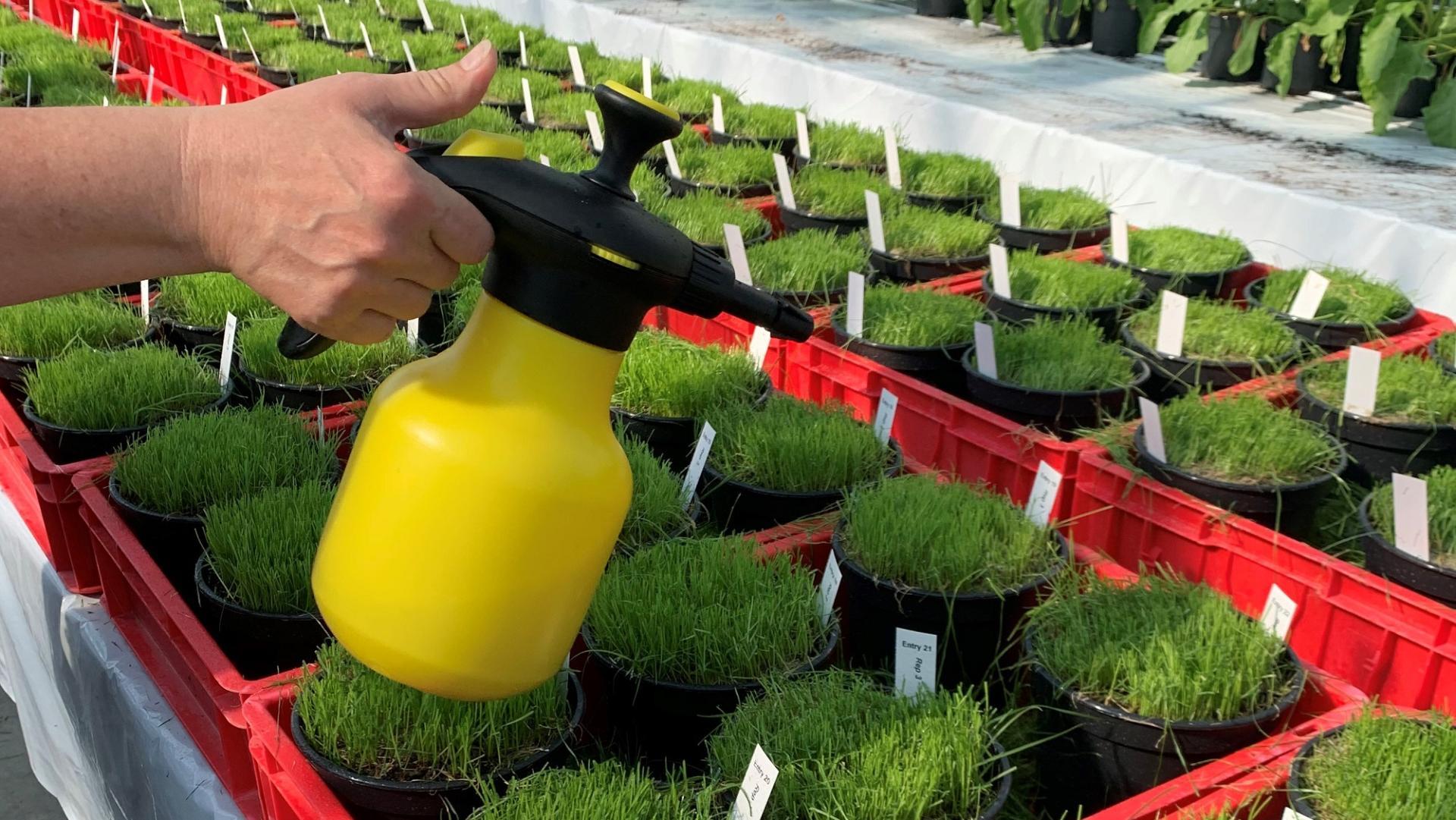 4TURF® POUR DES PELOUSES PLUS SAINES