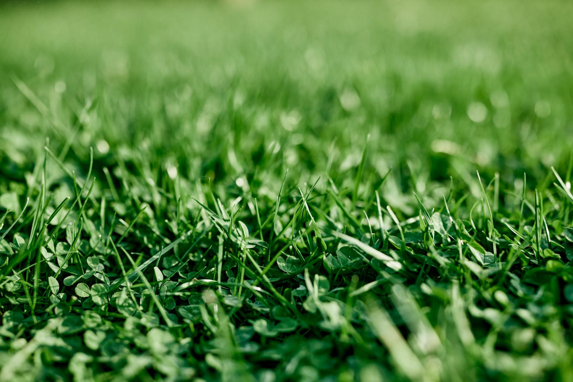 L'INTÉGRATION COMPLÈTE DE LA SÉLECTION EUROPÉENNE DE LA LUZERNE