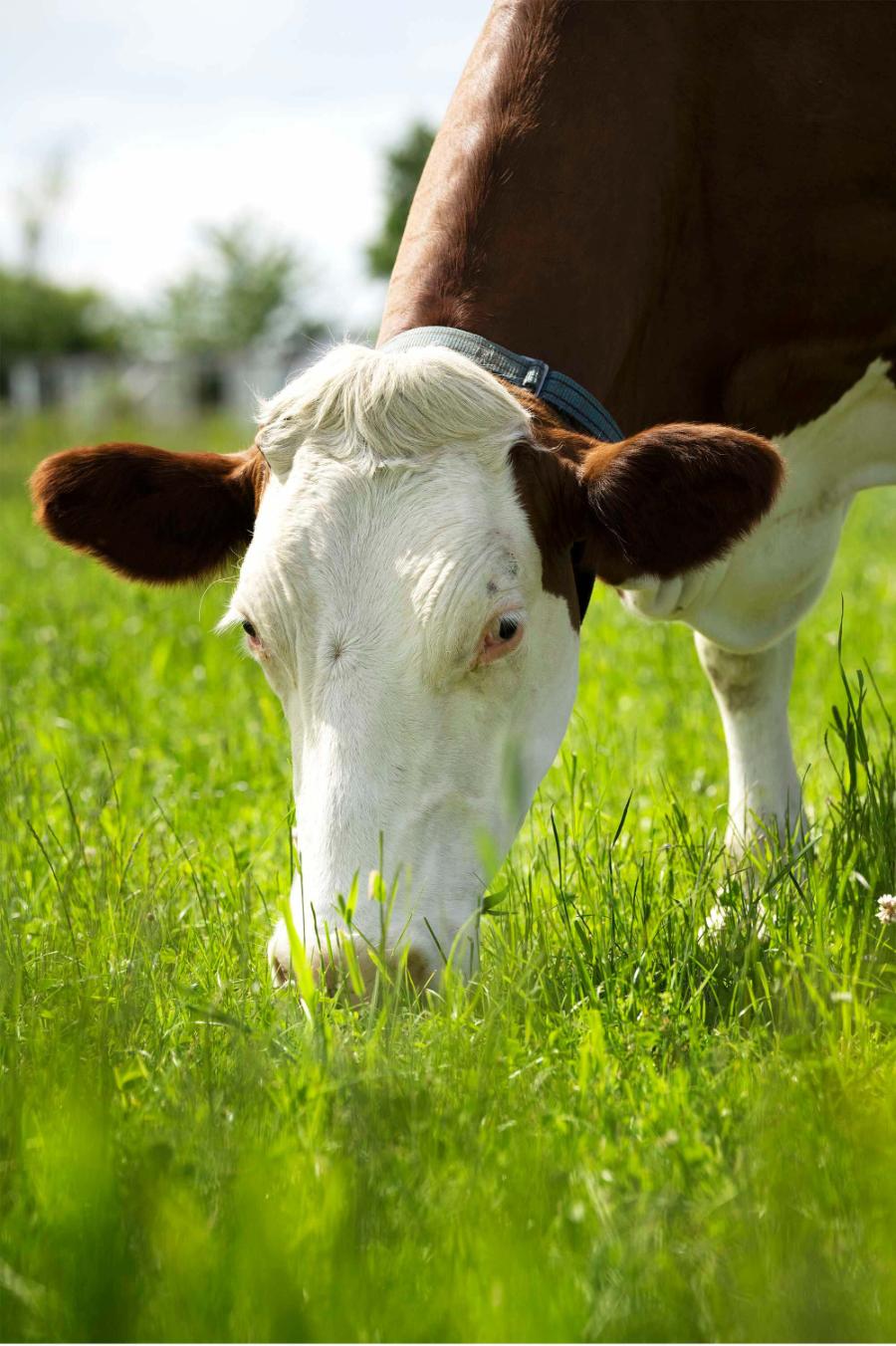 vache broutant de l'herbe