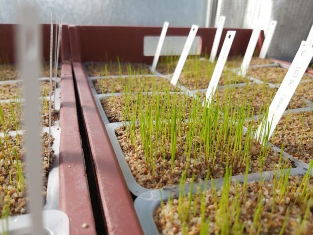 semis essai prégermination