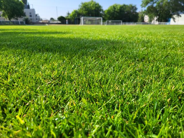 Photo beau gazon vert