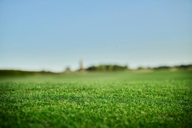 Gros plan beau gazon vert