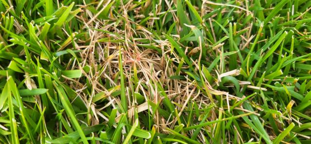 infection fil rouge gazon