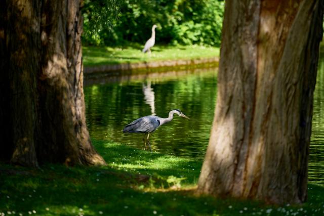 Gazon zone ombragée parc