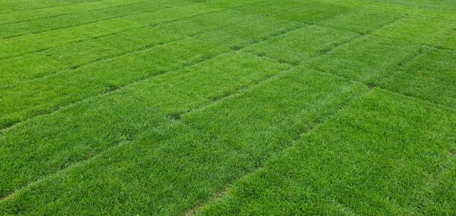 parcelles de sélection gazon