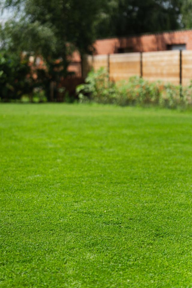 Jardin avec gazon et micro-trèfle