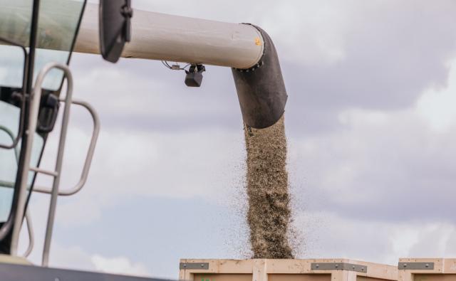 Trémis semence gazon