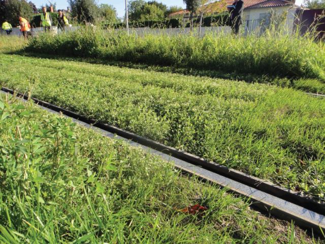 Comparaison de parcelles lors de la sécheresse. microalfa reste vert