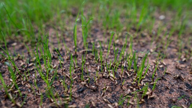 Technologies de semences