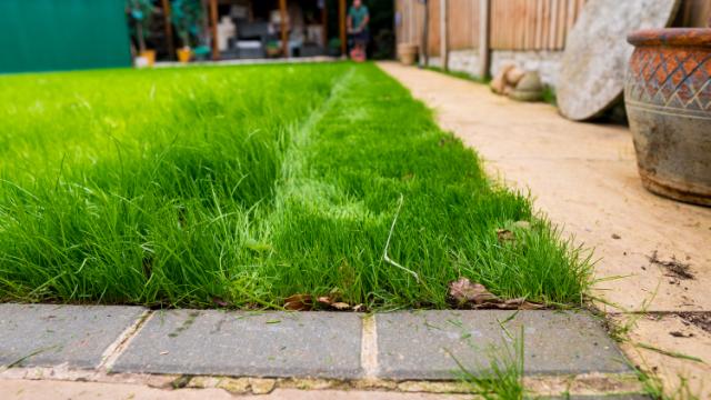 Jeune gazon semences