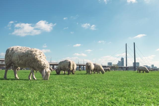 vache dans un champ d'herbe