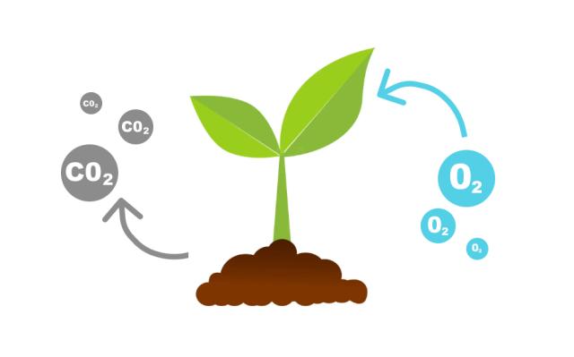 Photo carbone oxygène gazon