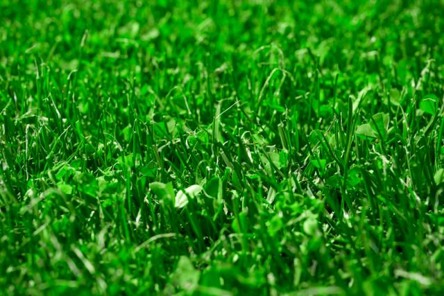 Une pelouse qui a gardé sa couleur verte toute l'année grâce aux semences de Microclover