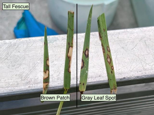 Comparaison du brown patch et du pyricularia sur des feuilles de fétuque élevée