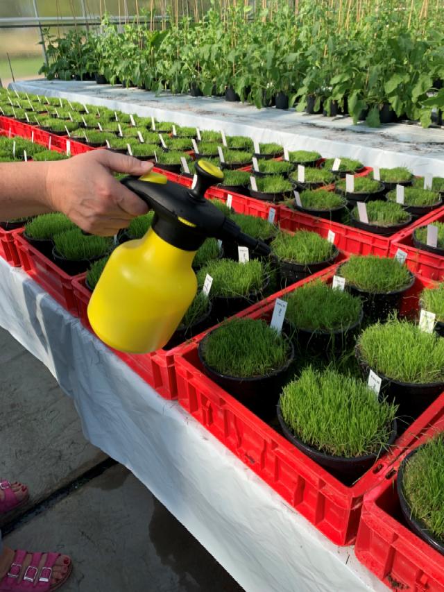 Analyse pour identifier les variétés de ray-grass anglais les plus résistantes au Brown Patch