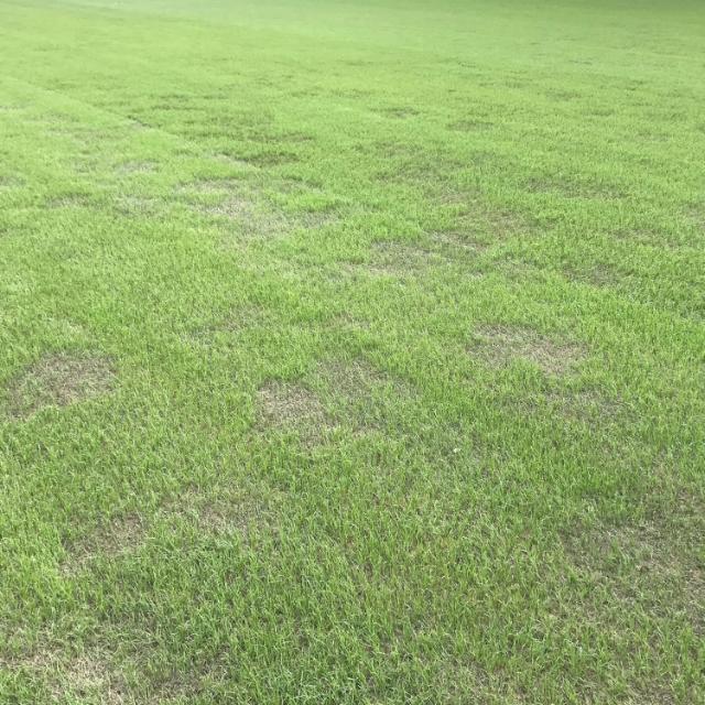 Brown patch sur un terrain de football