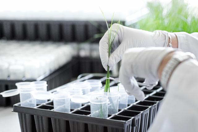 Personne qui divise de l'herbe dans des petits pots