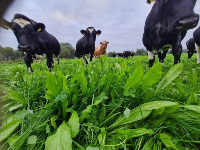 Vaches broutant de l'Ecotain.