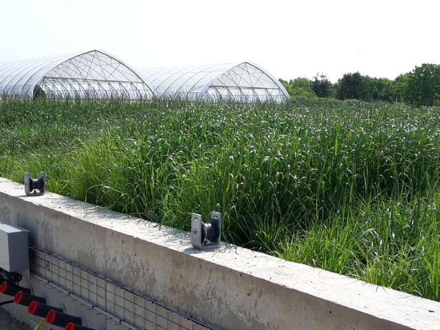 L'herbe dans l'installation innovante d'observation des racines, RadiMax.