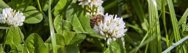Abeille posée sur un trèfle