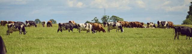 Vingt vaches dans un champ d'herbe.