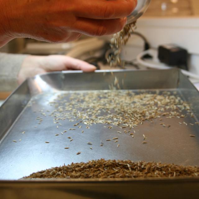 Semences de gazon pendant le processus de certification de l'ISTA.