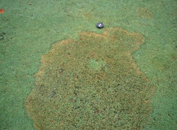 Brown patch