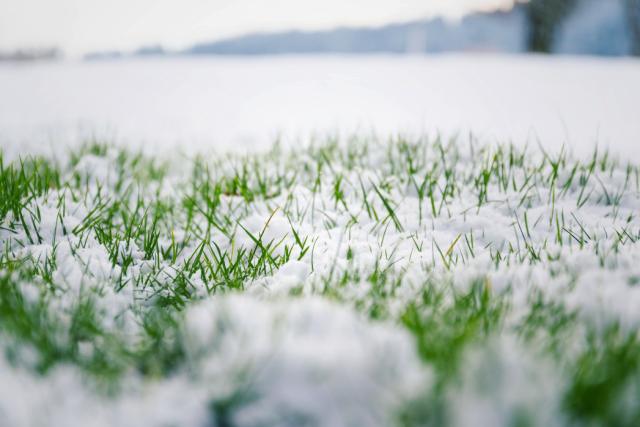 Sursemis hivernaux
