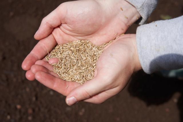 Prégermination