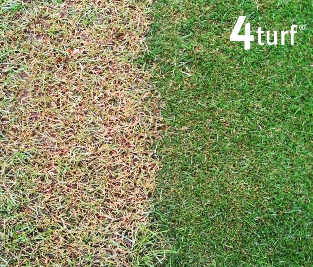 Tolérance à la sécheresse des gazons 4turf