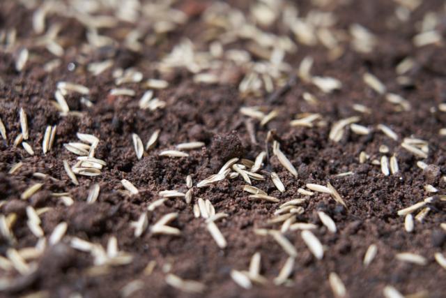 Semis gazons graines sol