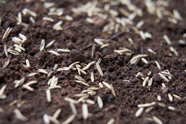 Semences de gazon sur sol