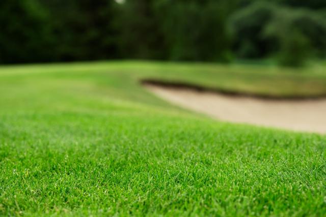Un gazon vert et résistant sur un un terrain semé  4turf