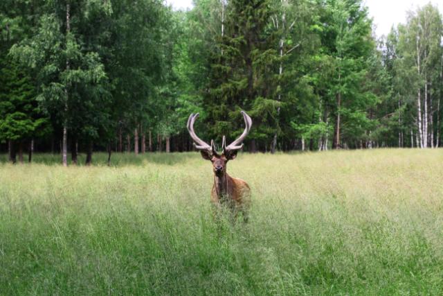photo hippodrome gazon