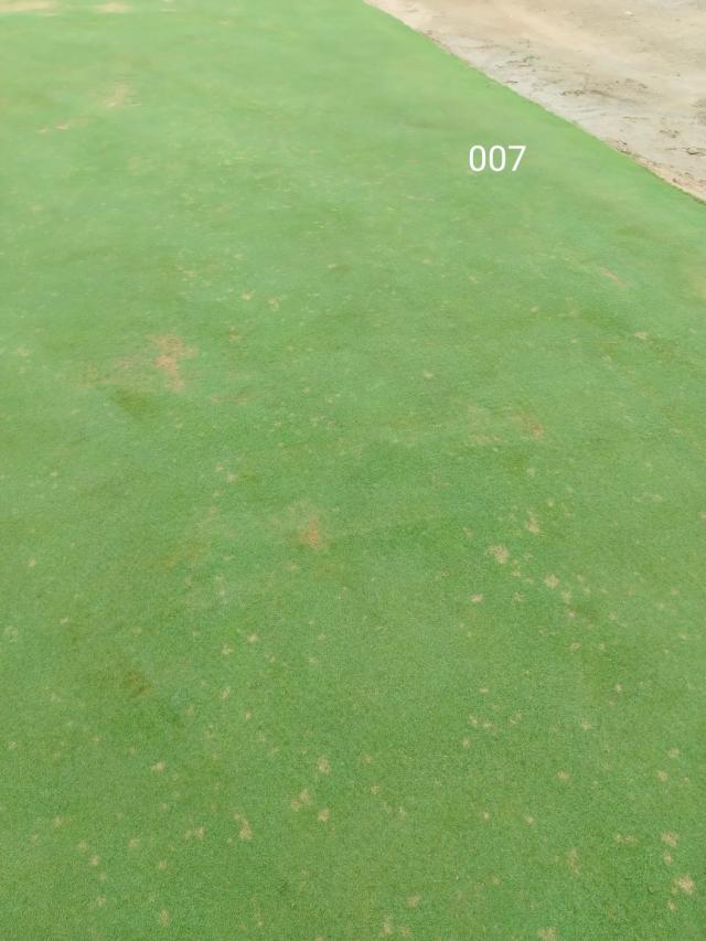 infection dollar spot gazon