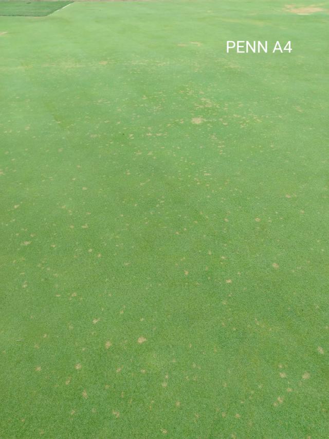 Dollar spot