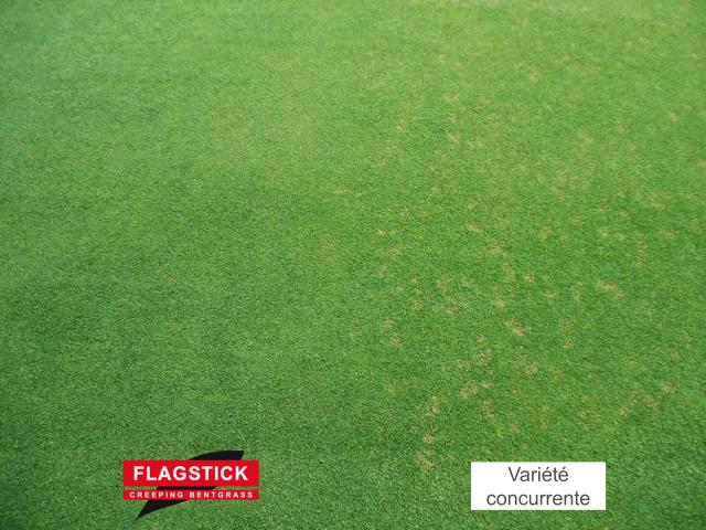 Comparaison tolérance au dollar spot Flagstick vs variété concurrente