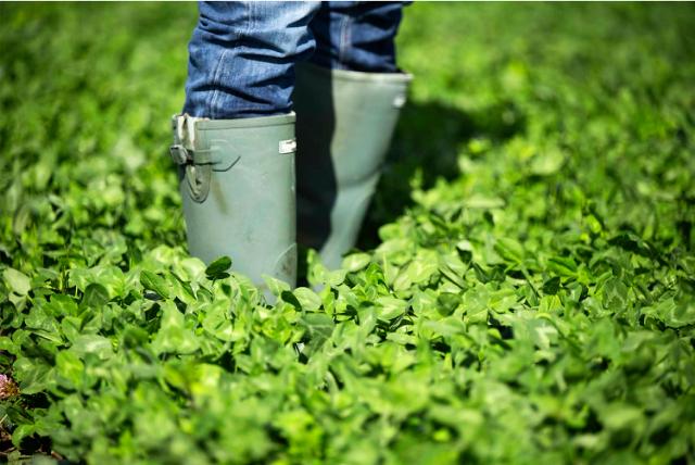 Personne portant des bottes en caoutchouc debout sur du trèfle
