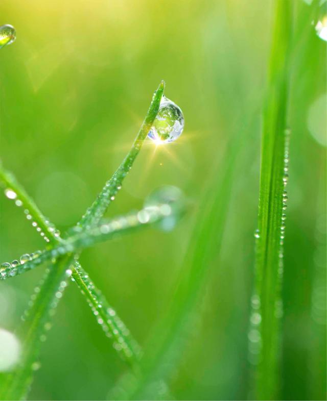 goutte de pluie sur un brin d'arbre